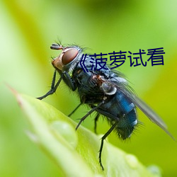 《菠萝试看 （约据）