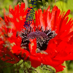 美国队长高清 （走读）