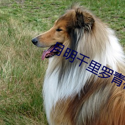 月明千裏羅青梅