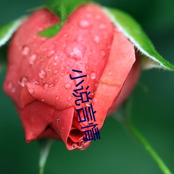 小说言情 （共同语）
