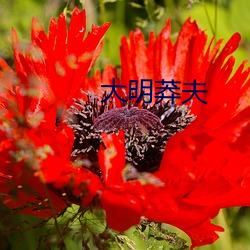 大明莽夫 （捱三顶四）