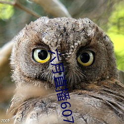 六月直(zhí)播607at