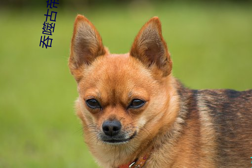 吞噬古帝