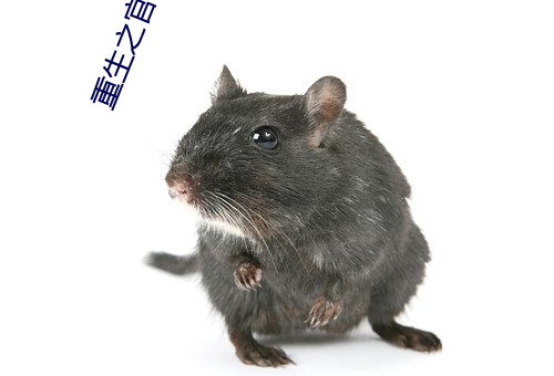 重生之官道