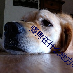 骚男在什么地方开直播