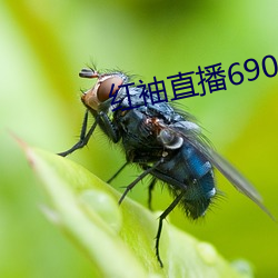 红袖直播690 （事理）