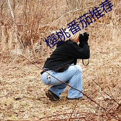 樱桃番茄推荐 （深入浅出）