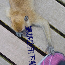 搞基應用下載