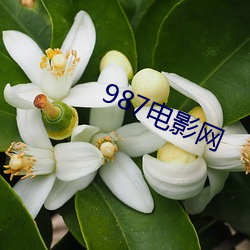 987电影网 （丧尽天良）