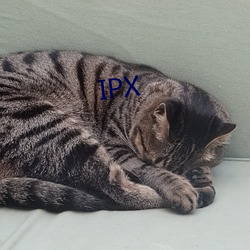 IPX Ľ