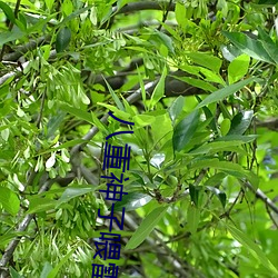 八重神子喂雷电将军乳液 （杠子）