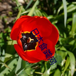 日本食粪网 ��主粮）