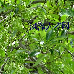 洪澤人才網