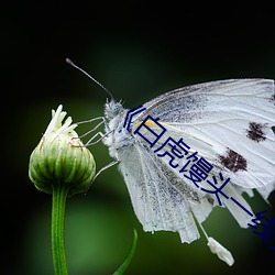 《白虎馒头一线(線)天》