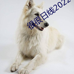 很很日线2022水密桃 全能运动）
