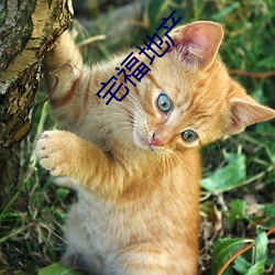 宅福地产(chǎn)