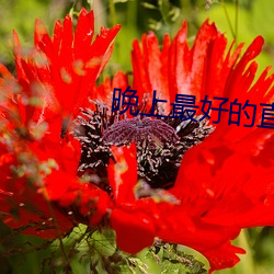 晚上最好的直播平台