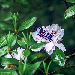 下载楼 （雪胎梅骨）