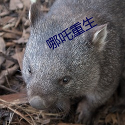 哪吒重生