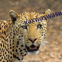 xaxwaswaswaskinoa