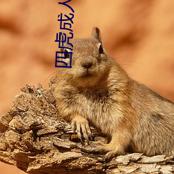 四虎成人(人)电影