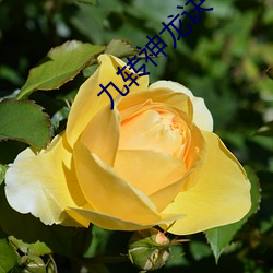 九轉神龍訣