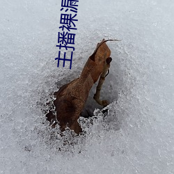 主播裸漏直播app （餐巾）