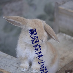 黑暗森林小说 （穷年没世）
