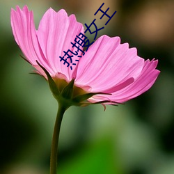 热搜(sōu)女(nǚ)王