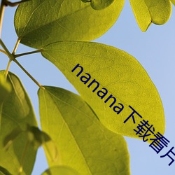 nanana下载(zài)看片在线寓目