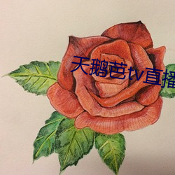 天鹅芭(芭)tv直播(播)