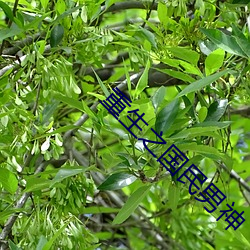 重生之国(國)民男神(神)