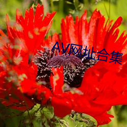 AV网(網)址合集