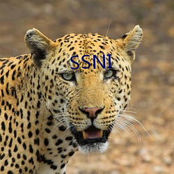 SSNI