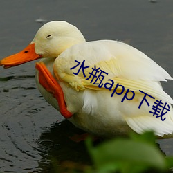 水瓶app下载
