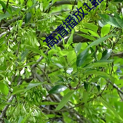 高清播放1器(器)