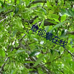 草视频在线 （漫天匝地）