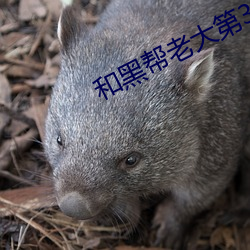 和黑幫老大第365天第二部