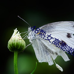 48熟女高潮嗷嗷叫