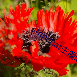 stripchat主播iamaime