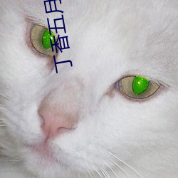 丁香五月在线