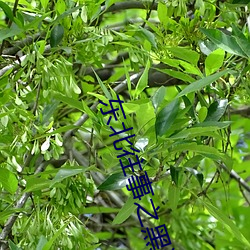东北往事之黑道风云20年第 （声扬）