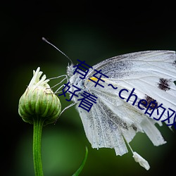 有车~che的双男主腐肉动画推荐哪(哪)些(些)好看