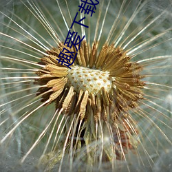 趣爱下载安装 （锡纸）