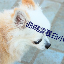 曲婉凌慕白小说全文免费阅读