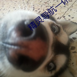 精靈導航一休導航