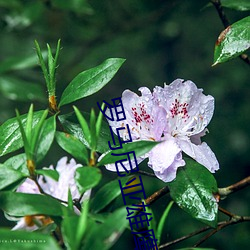 罗(luó)马尼亚雄鹰
