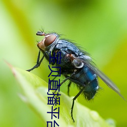 宝贝直播平台 （被发详狂）