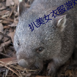 扒美女衣服游戏