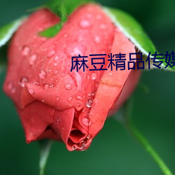 麻豆精品传媒2023 （浩博）